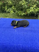 Charlie, a male Miniature Dachshund for sale in Evensville, TN – 6 of 10