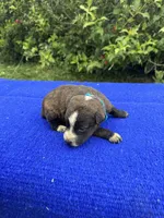 Scout, a female Australian Cattle Dog for sale in Evensville, TN – 8 of 8