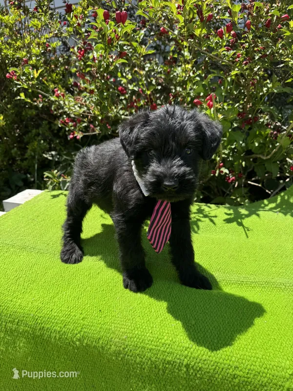 Legacy – Giant Schnauzer puppy for sale in Evensville, TN