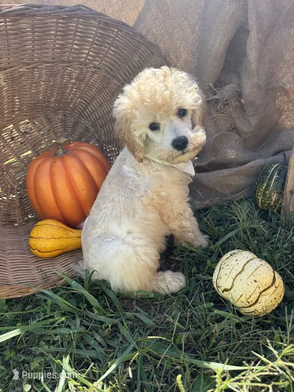 Creek – Miniature Schnauzer, Poodle - Miniature  puppy for sale in Evensville, TN