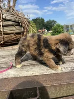 Zebra Cake, a male Miniature Aussiedoodle for sale in Evensville, TN – 9 of 10