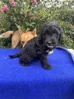 Zane, a male Sheepadoodle for sale in Evensville, TN – 4 of 9
