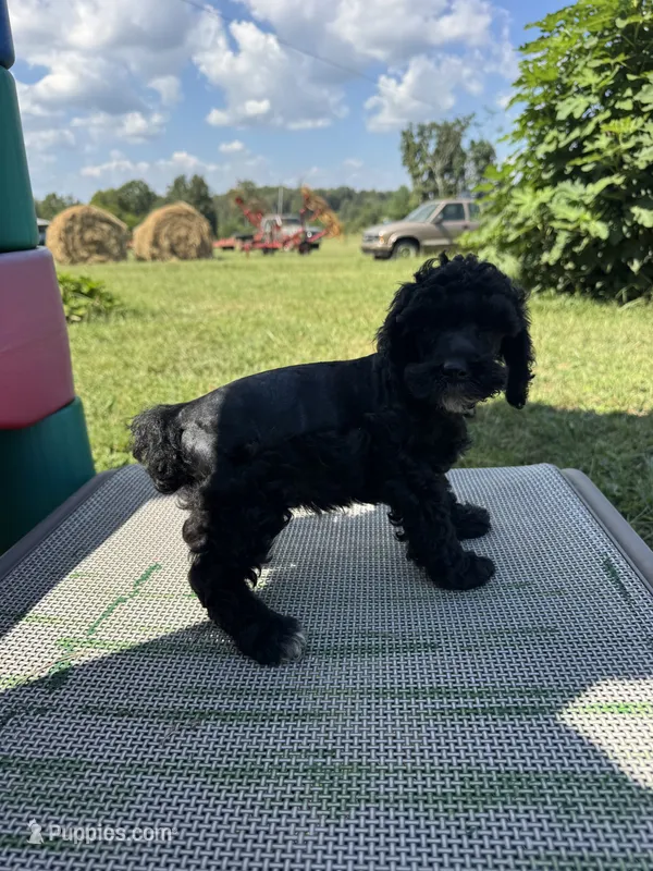 Ocean – Miniature Schnauzer, Poodle - Miniature  puppy for sale in Evensville, TN
