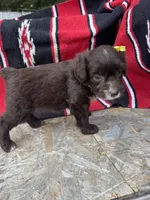 Alara, a female Miniature Aussiedoodle for sale in Evensville, TN – 5 of 5