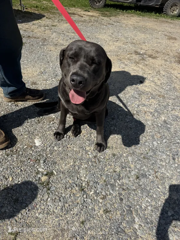 BoBi, a male Labrador Retriever for sale in Evensville, TN – 1 of 5