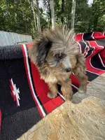 Zebra Cake, a male Miniature Aussiedoodle for sale in Evensville, TN – 4 of 7