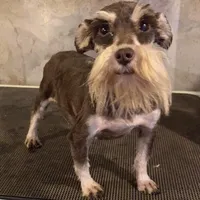 Tahula, a female Miniature Schnauzer for sale in Evensville, TN – 1 of 1