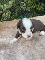 Brody, a male Miniature Aussiedoodle for sale in Evensville, TN – 4 of 7