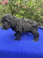 Zane, a male Sheepadoodle for sale in Evensville, TN – 3 of 9