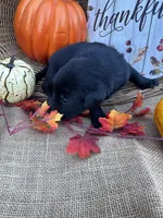 Patrice, a female Labrador Retriever for sale in Evensville, TN – 3 of 8