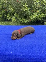 Sadie, a female Miniature Dachshund for sale in Evensville, TN – 7 of 10