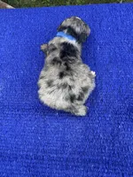Snickerdoodle, a male Miniature Aussiedoodle for sale in Evensville, TN – 8 of 9