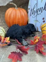 Namoni, a female Miniature Schnauzer and Schnoodle for sale in Evensville, TN – 3 of 8