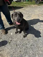 BoBi, a male Labrador Retriever for sale in Evensville, TN – 2 of 5