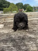 Nutty Buddy, a male Miniature Aussiedoodle for sale in Evensville, TN – 3 of 7