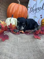 Namoni, a female Miniature Schnauzer and Schnoodle for sale in Evensville, TN – 6 of 8