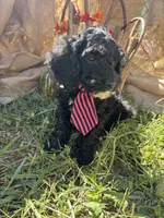 River, a male Miniature Schnauzer and Poodle - Miniature  for sale in Evensville, TN – 3 of 6