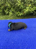 Abby, a female Miniature Dachshund for sale in Evensville, TN – 6 of 8