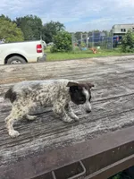 Boomer, a female Australian Cattle Dog for sale in Evensville, TN – 2 of 10