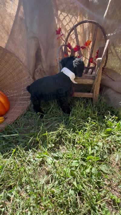 River, a male Miniature Schnauzer and Poodle - Miniature  for sale in Evensville, TN – 6 of 6