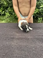 Knox, a female Australian Cattle Dog for sale in Evensville, TN – 6 of 10