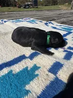 Nacho, a male Giant Schnauzer for sale in Evensville, TN – 4 of 6