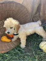 Creek, a male Miniature Schnauzer and Poodle - Miniature  for sale in Evensville, TN – 6 of 7