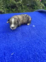 Zebra Cake, a male Miniature Aussiedoodle for sale in Evensville, TN – 9 of 9