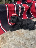 Vintage, a female Schnoodle for sale in Evensville, TN – 2 of 3