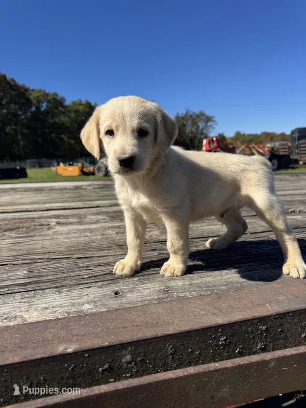 Portlyn – Labradoodle puppy for sale in Evensville, TN