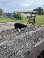 Harley, a female Australian Cattle Dog for sale in Evensville, TN – 9 of 9