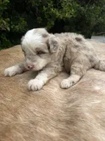 Koa, a male Miniature Aussiedoodle for sale in Evensville, TN – 6 of 9