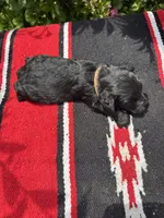 Conrade, a male Schnoodle for sale in Evensville, TN – 7 of 7
