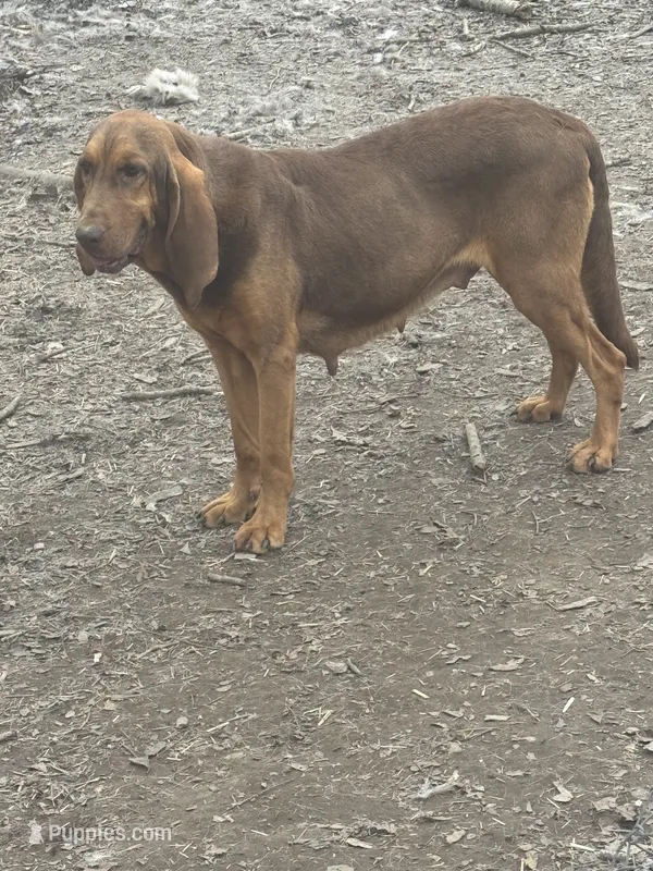 Lilly – Bloodhound puppy for sale in Evensville, TN