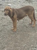 Lilly, a female Bloodhound for sale in Evensville, TN – 1 of 2