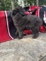 Nutty Buddy, a male Miniature Aussiedoodle for sale in Evensville, TN – 5 of 5