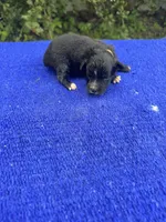 Fudge Round, a female Miniature Aussiedoodle for sale in Evensville, TN – 8 of 8