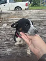 Harley, a female Australian Cattle Dog for sale in Evensville, TN – 6 of 9