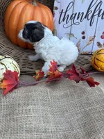 Nollie, a female Schnoodle and Poodle - Miniature  for sale in Evensville, TN – 6 of 7