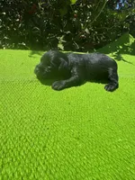 Elaretta, a female Schnoodle for sale in Evensville, TN – 3 of 8