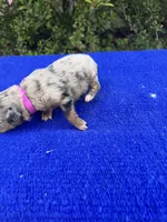 Honey Bun, a female Miniature Aussiedoodle for sale in Evensville, TN – 5 of 8