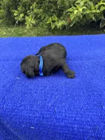 Max, a male Miniature Dachshund for sale in Evensville, TN – 8 of 8