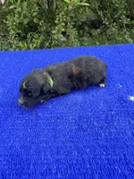 Moon Pie, a male Miniature Aussiedoodle for sale in Evensville, TN – 3 of 8