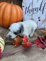 Noble, a male Schnoodle and Poodle - Miniature  for sale in Evensville, TN – 4 of 7