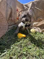 Nutty Buddy, a male Miniature Aussiedoodle for sale in Evensville, TN – 3 of 5