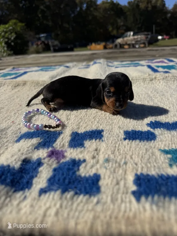 Candycorn – Miniature Dachshund puppy for sale in Evensville, TN