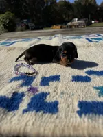 Candycorn, a female Miniature Dachshund for sale in Evensville, TN – 1 of 6