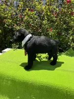 Legacy, a male Giant Schnauzer for sale in Evensville, TN – 6 of 7