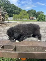 Fudge Round, a female Miniature Aussiedoodle for sale in Evensville, TN – 4 of 7