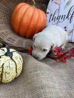 Persis, a female Labradoodle for sale in Evensville, TN – 3 of 8